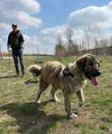 Sunia w typie owczarek kaukaski do adopcji!