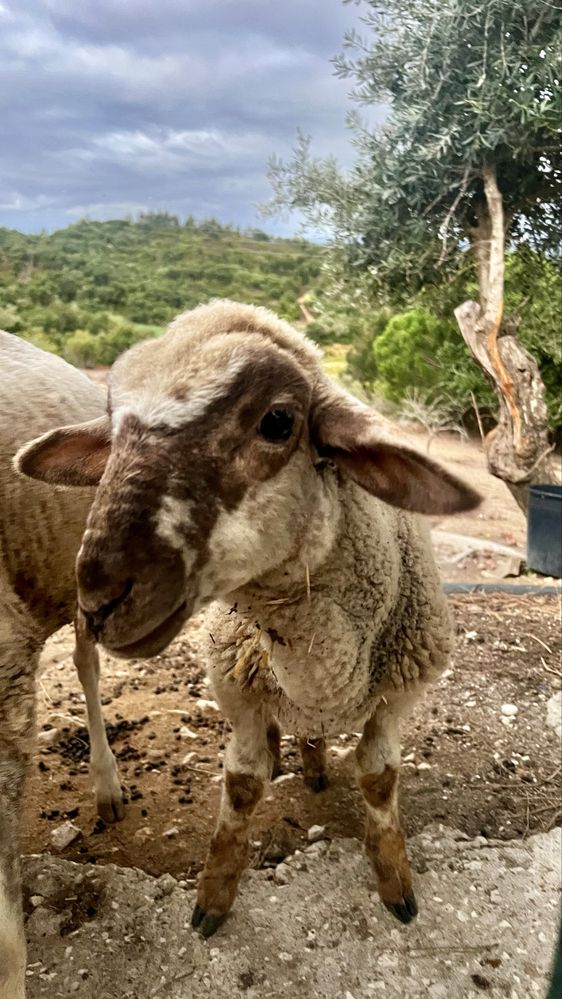 Vendo Borrego cruzado