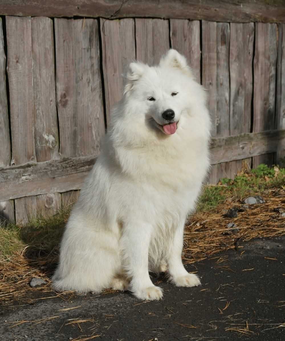Samoyed ZKwP FCI