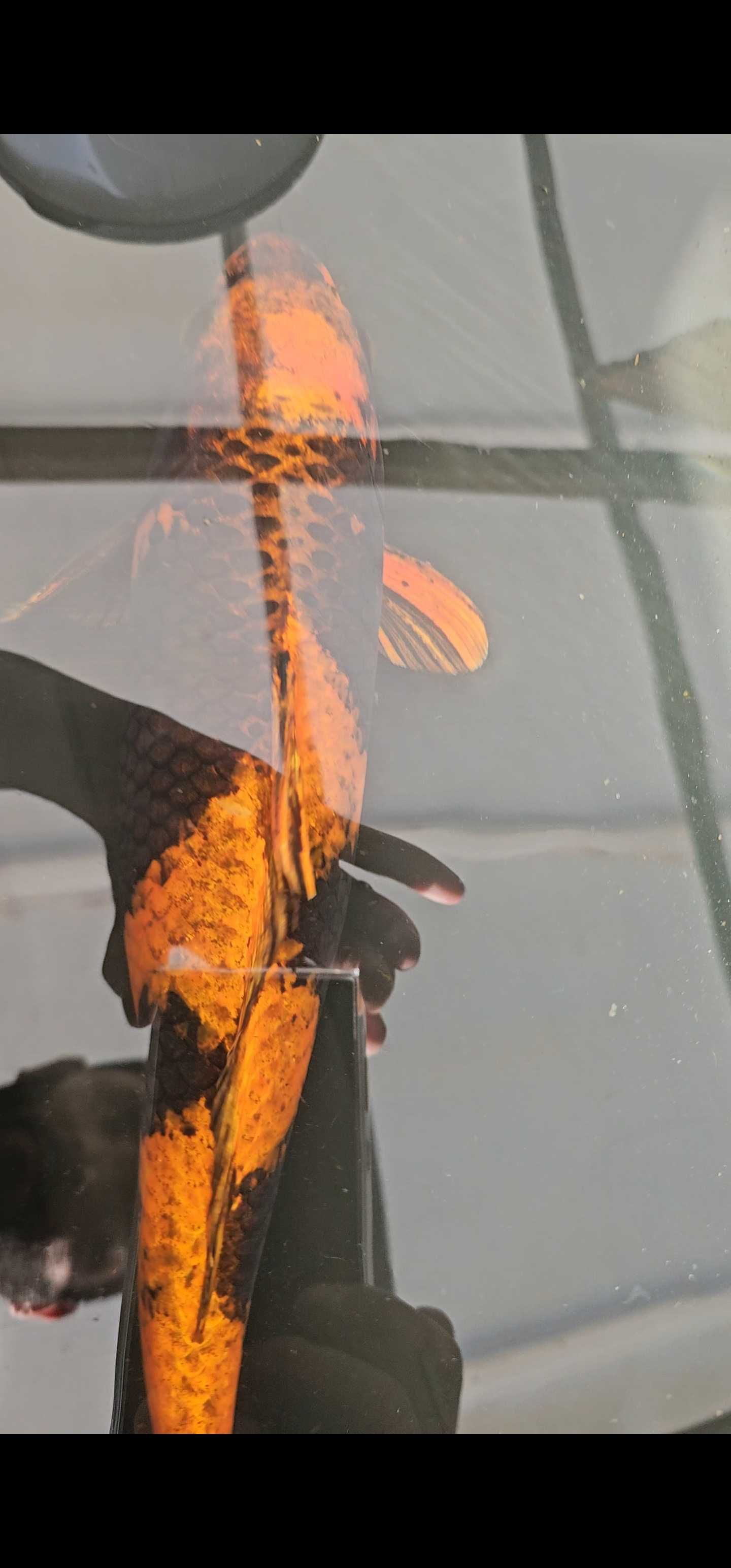 Carpa koi kin ki utsuri