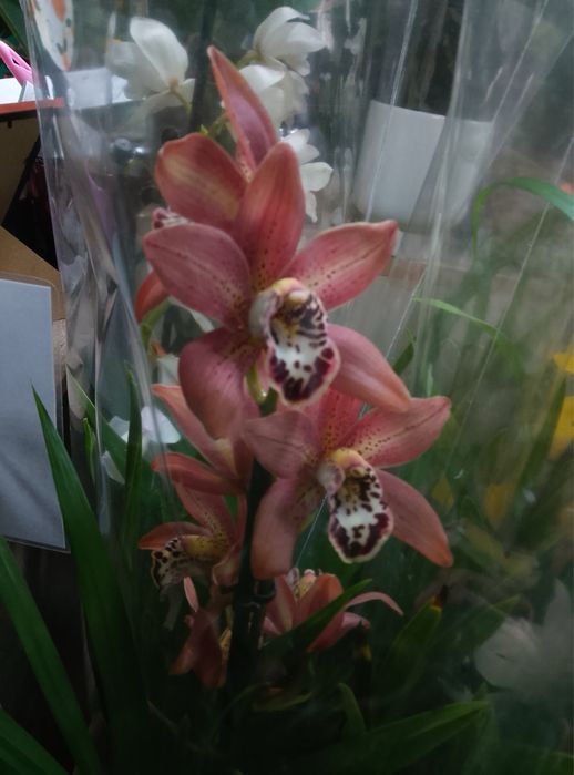 Цимбідіум,орхідеї