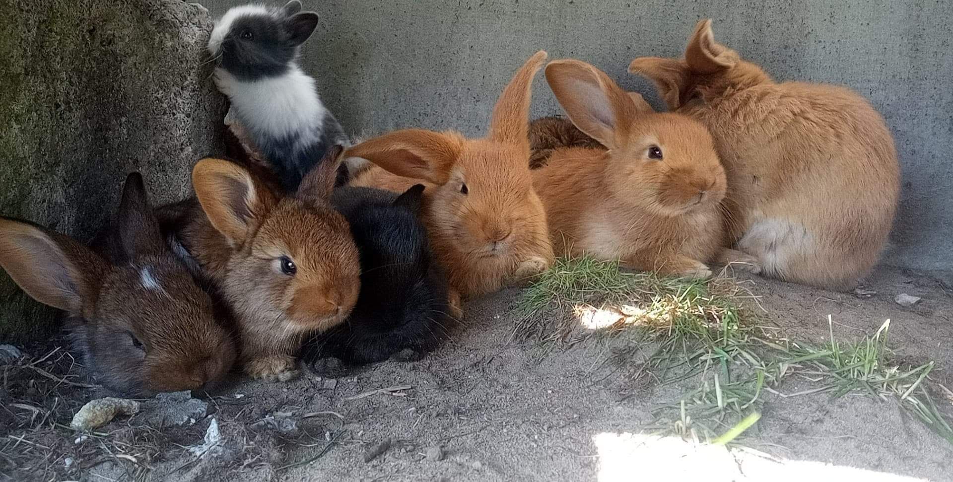 Młode króliczki mięsne/ na dalszy chów