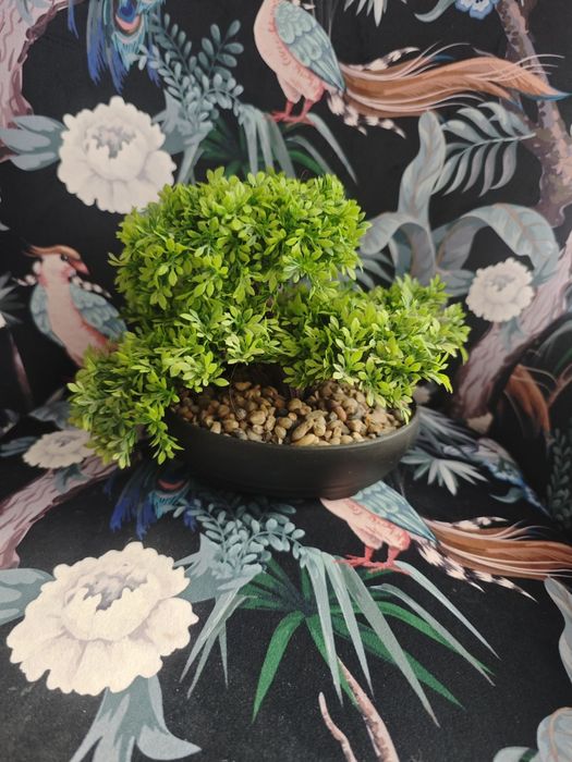 Drzewko sztuczne bonsai kik