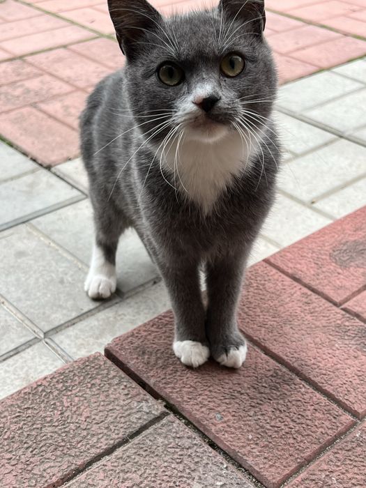 Кішка 1 рік сіра з білим в добрі руки