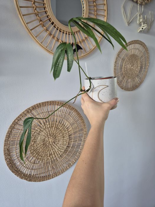 Dwie rośliny philodendrony