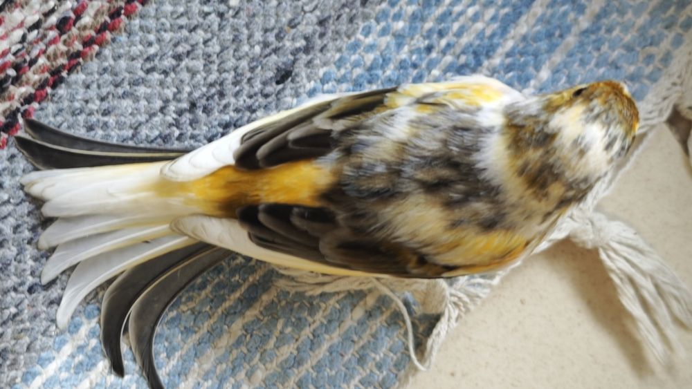 Canário novo avô amarelo