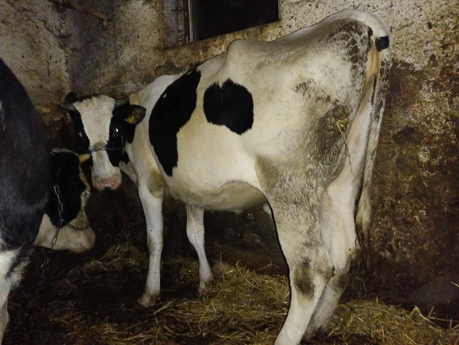 Sprzedam jałówkę wysokocielną