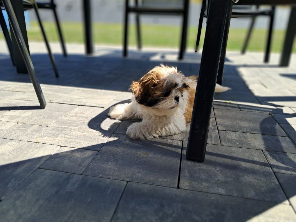 Szczeniak rasy shih tzu