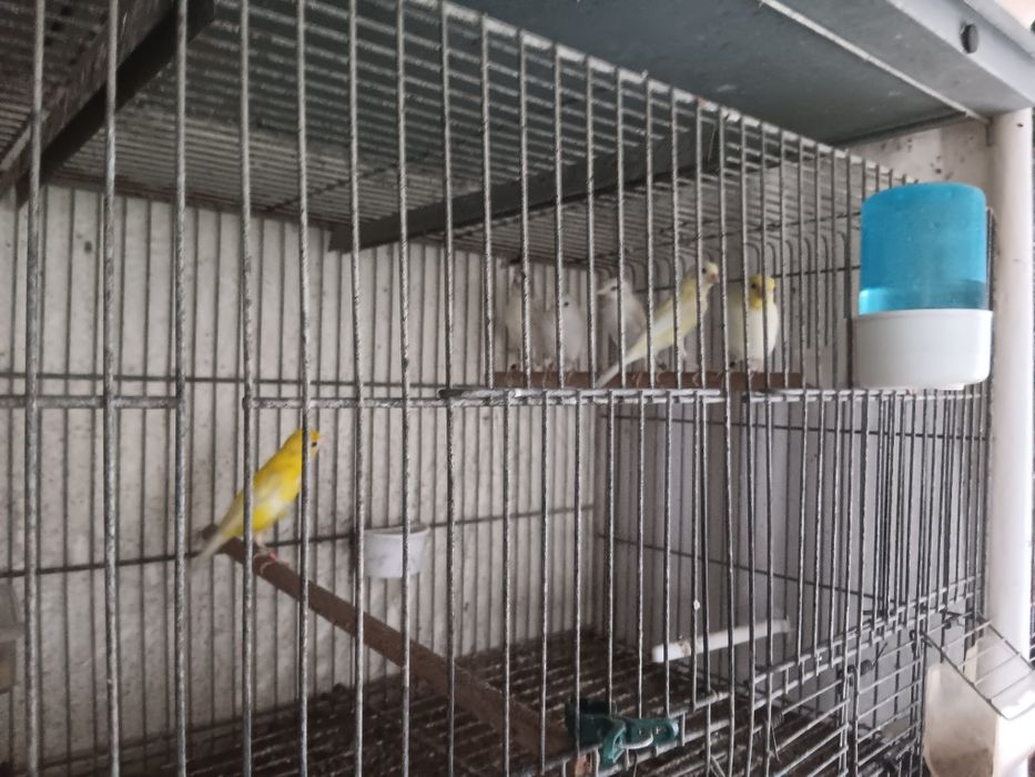 Canários raça espanhola