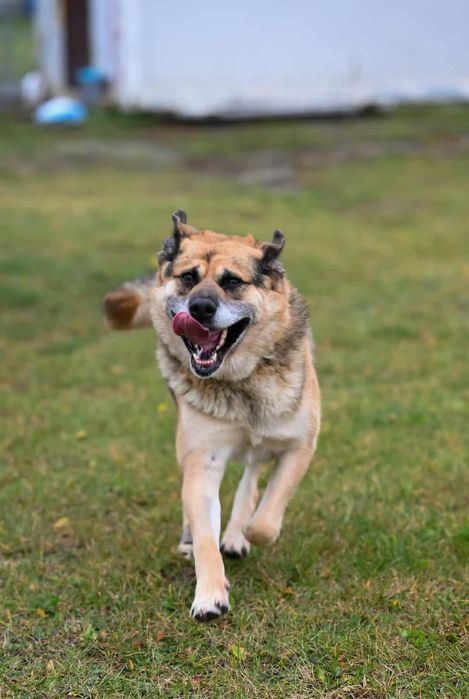 Pies idealny - oddam w dobre ręce