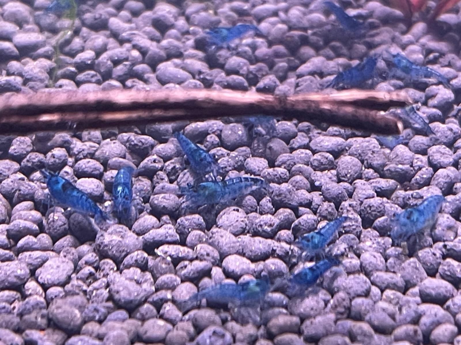 Guppy variáveis / Camarões Blue Dream