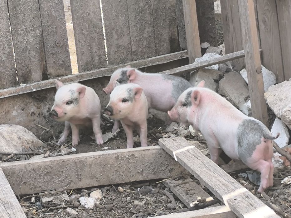 Mini pigs filhos de mãe branca e pai castanho