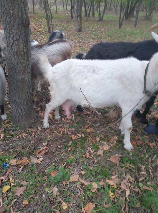 Високоудойні кози, молоді кози