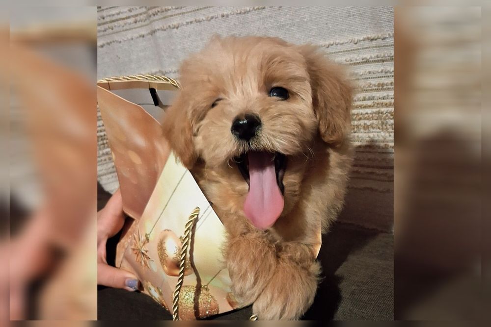 Мальтіпу хлопчик рідкісного карамельного забарвлення