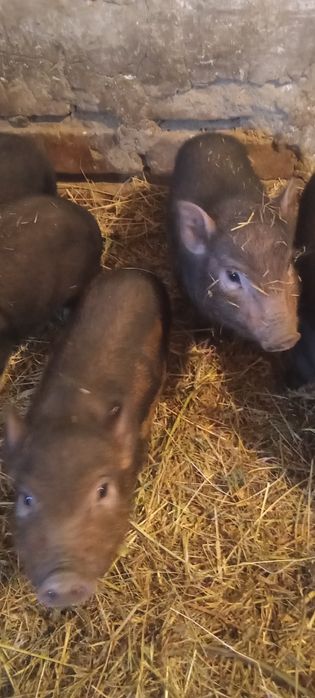 Поросята 5 неділь