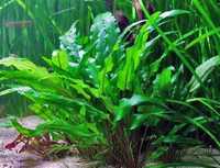 Cryptocoryne wendtii green - zwartka zielona wysmukła