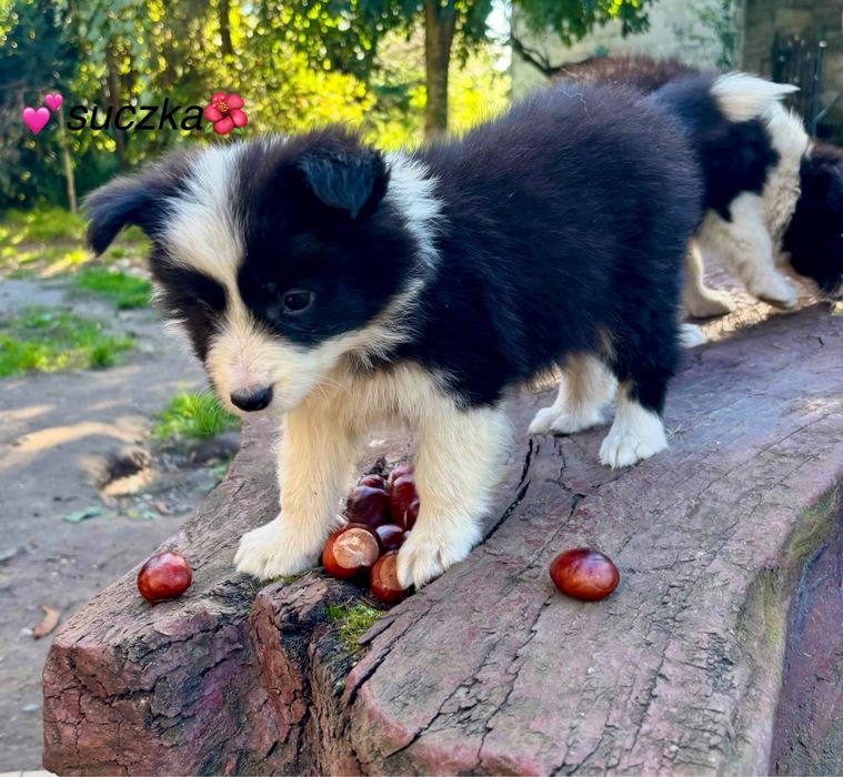 Border collie szczenię z rodowodem