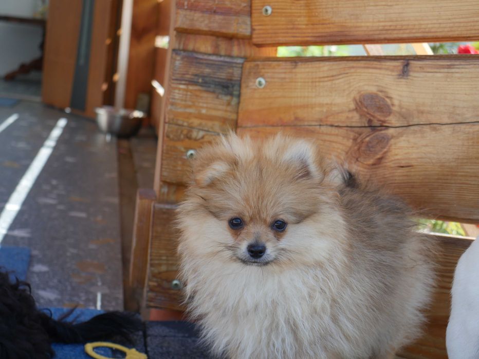 Szpic miniaturowy-Pomeranian -Piesek