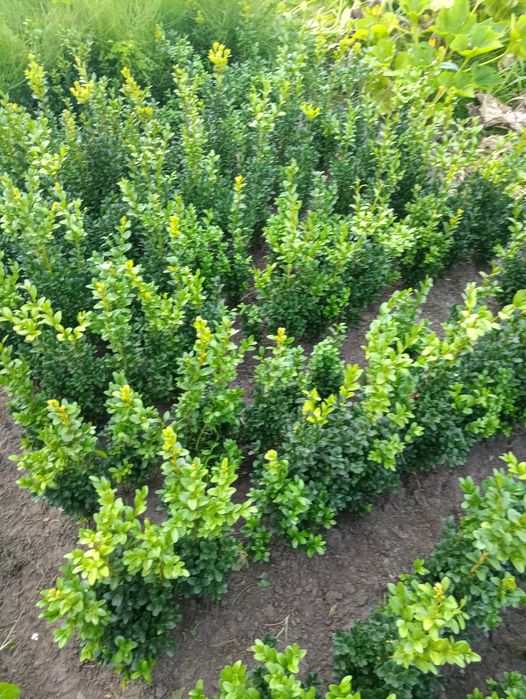 Самшит кущі  до 30 см