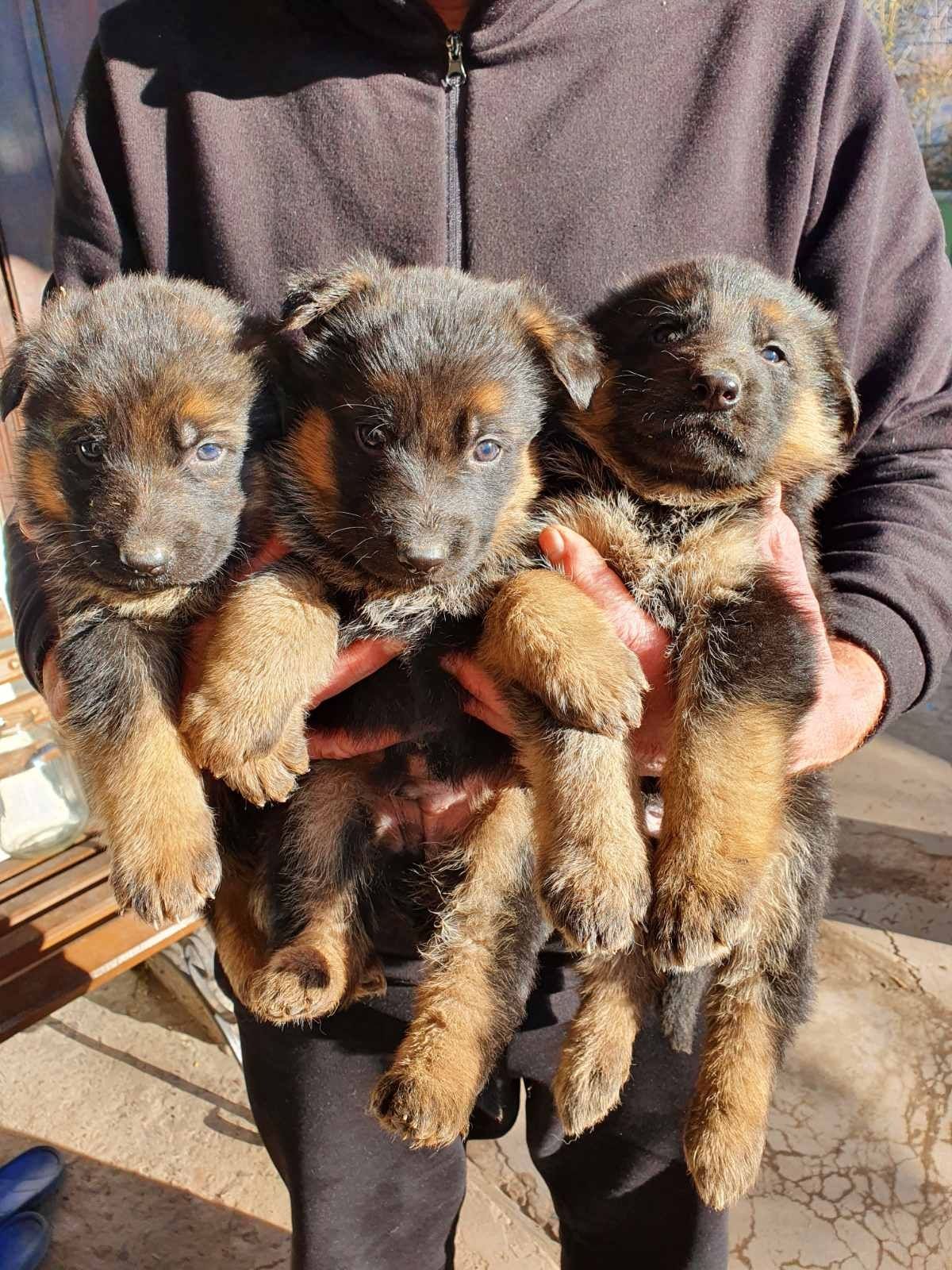 Продаються цуценята німецької вівчарки хлопчики а дівчатка