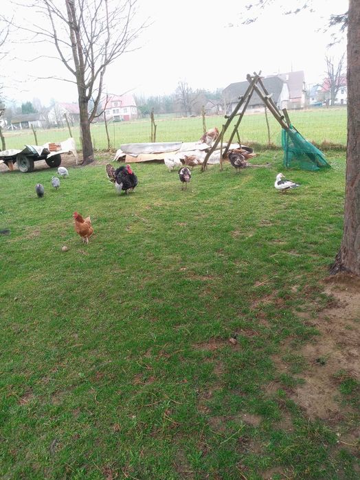 Witam,mam,dospszedania.idczki z,tamtego roku,i idka