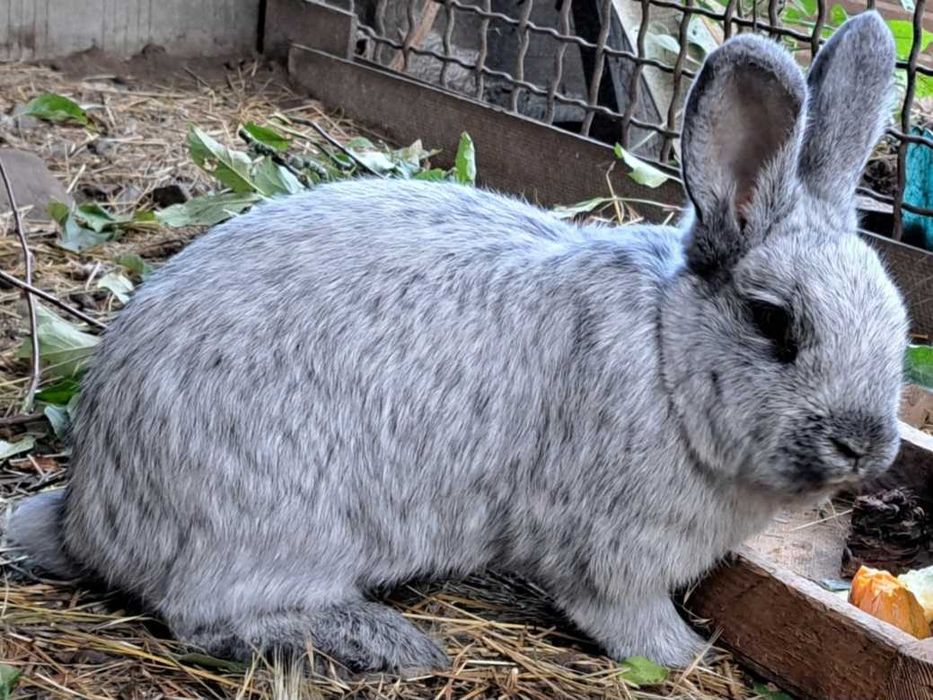 Продамо самців кролів