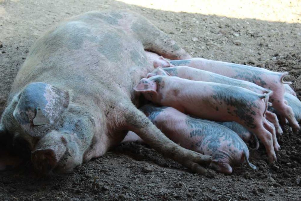 Leitões vivos Bísara