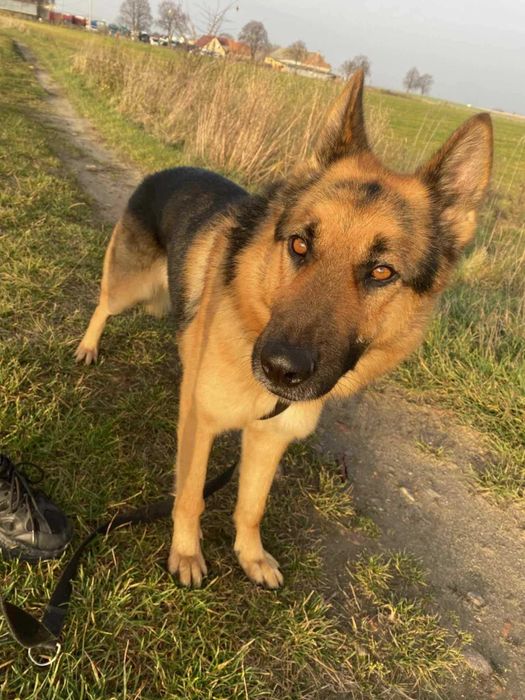 ATOS 1 roczny, łagodny, zagubiony owczarek ADOPCJA