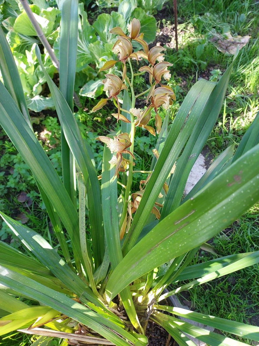 Orquídeas de Exterior