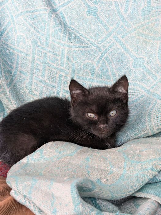 Котята, кошечка, котики
