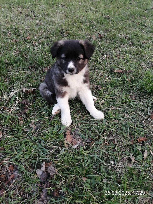 Щенки. 2 девочки. Василівка. Дніпро