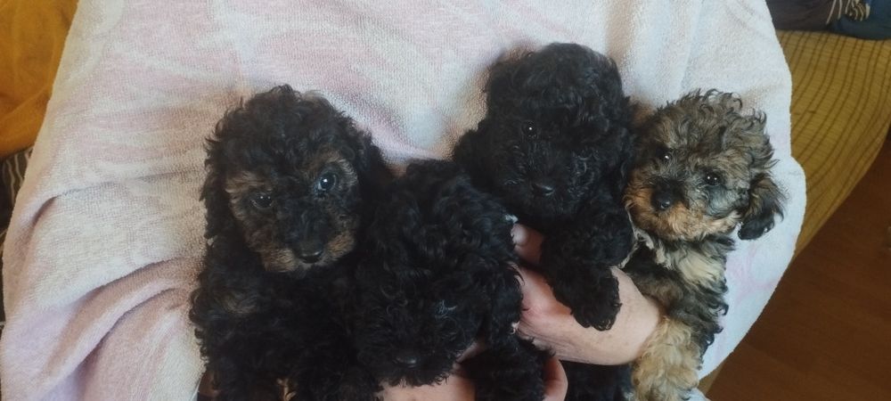 Pudelek toy wyjątkowy