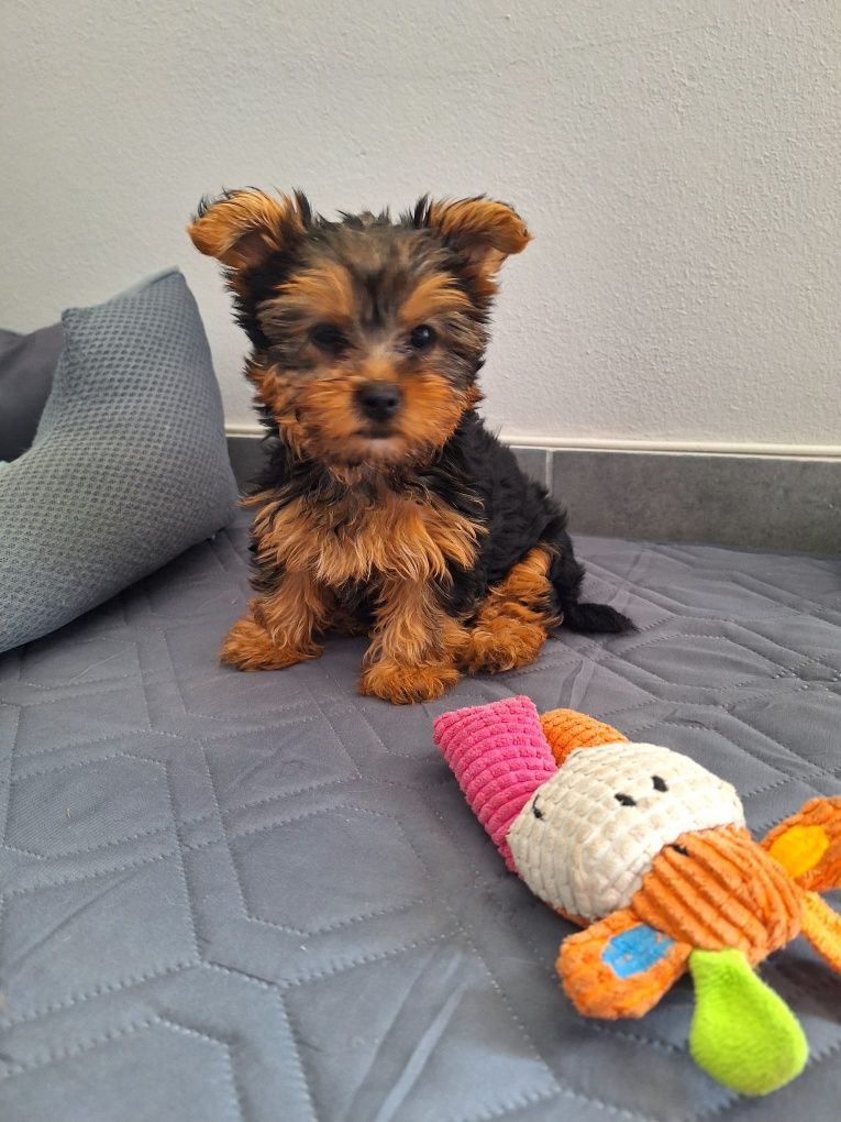 yorkshire  terrier fêmea