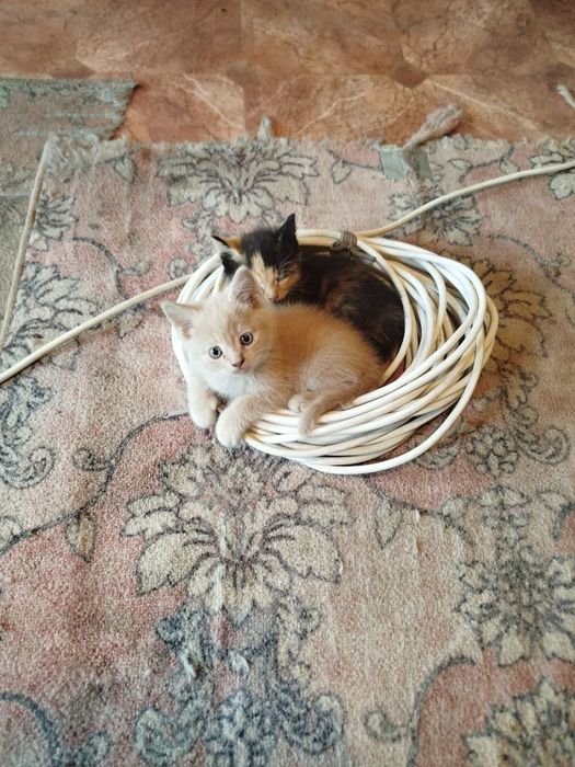 Віддам в добрі руки кошенят!