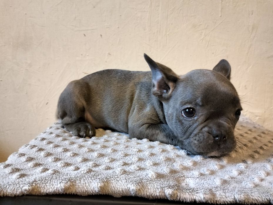 Buldog francuski szczenię BLUE suczka