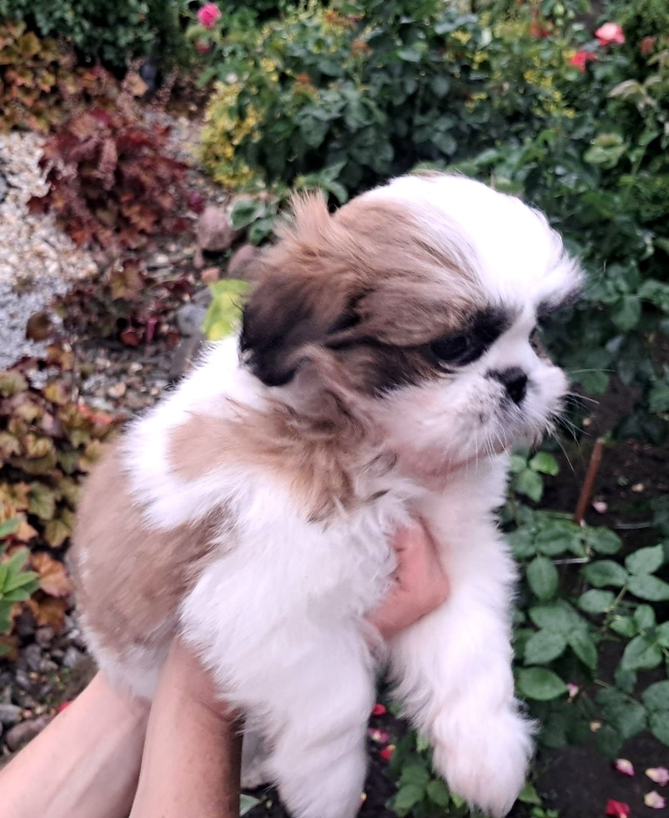 Śliczna Suczka  Shih tzu