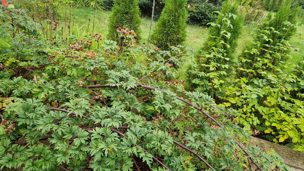 Sprzedam  działkę ROD