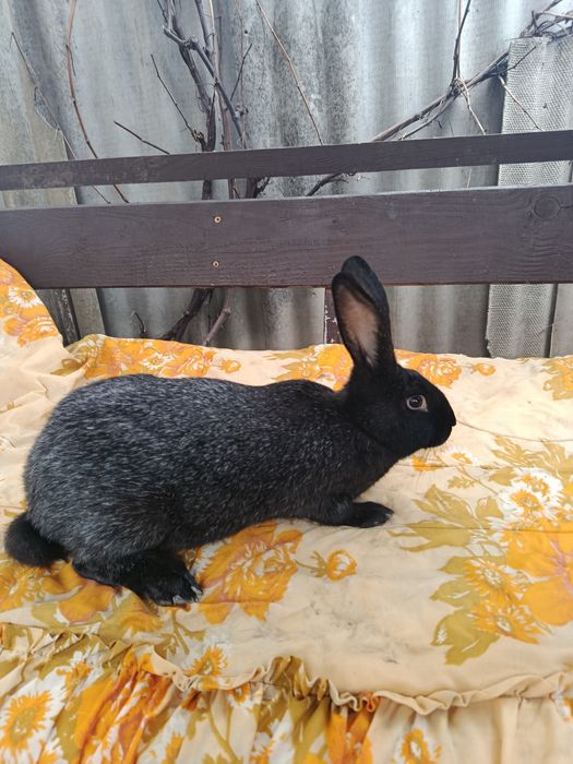 Продам кролі, кролики Полтавське срібло