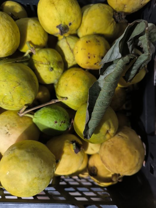 Vendo goiaba margem sul