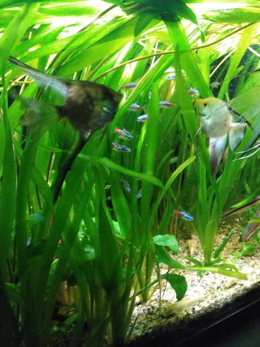 Rośliny akwariowe nurzaniec i rogatek