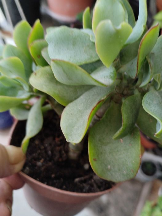 Lindas Suculentas a 1€