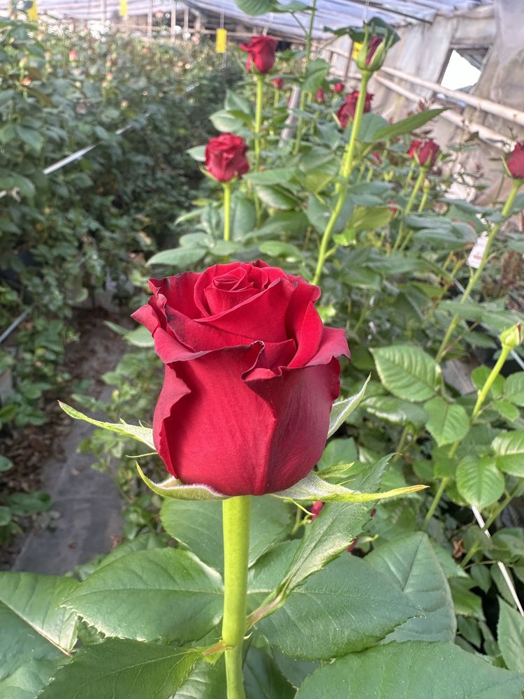 Розы оптом производство под Киевом.