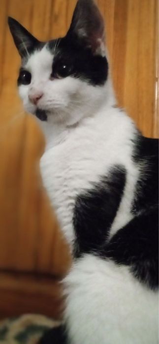 Котики в добрые руки