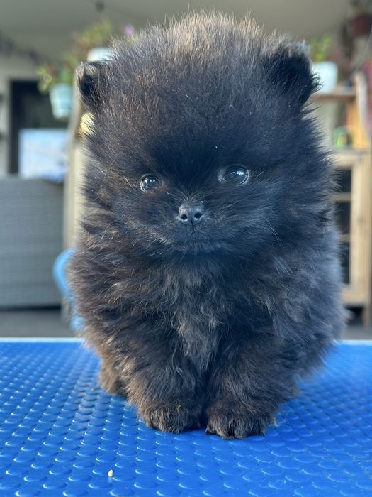 Szpic miniaturowy pomeranian