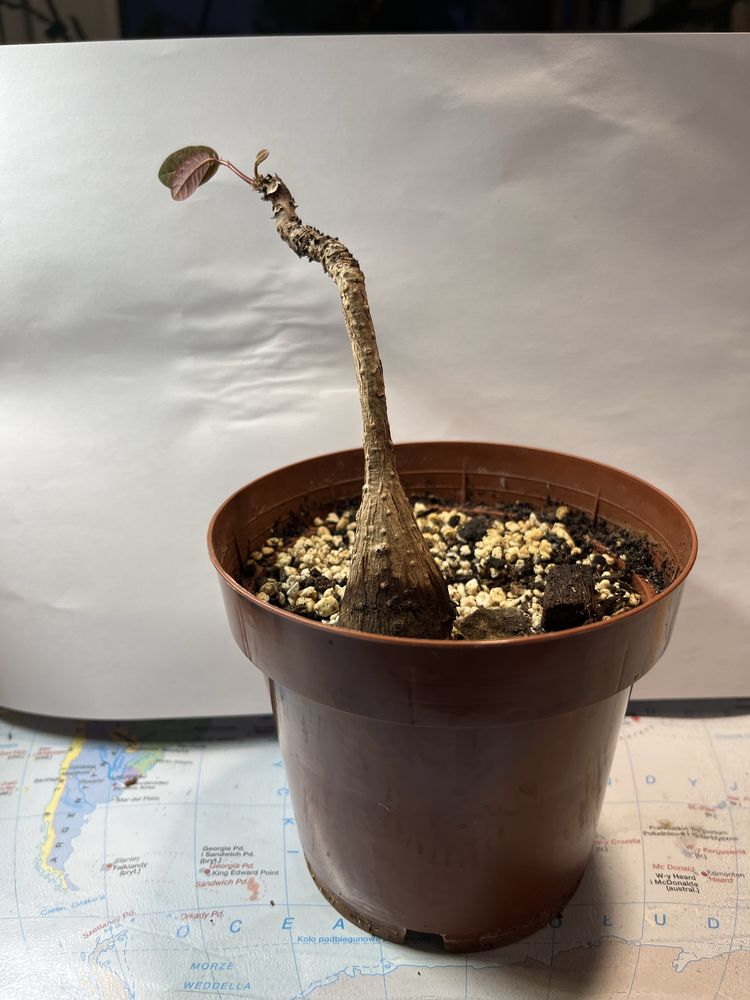 Phyllanthus mirabilis roslina ozdobna