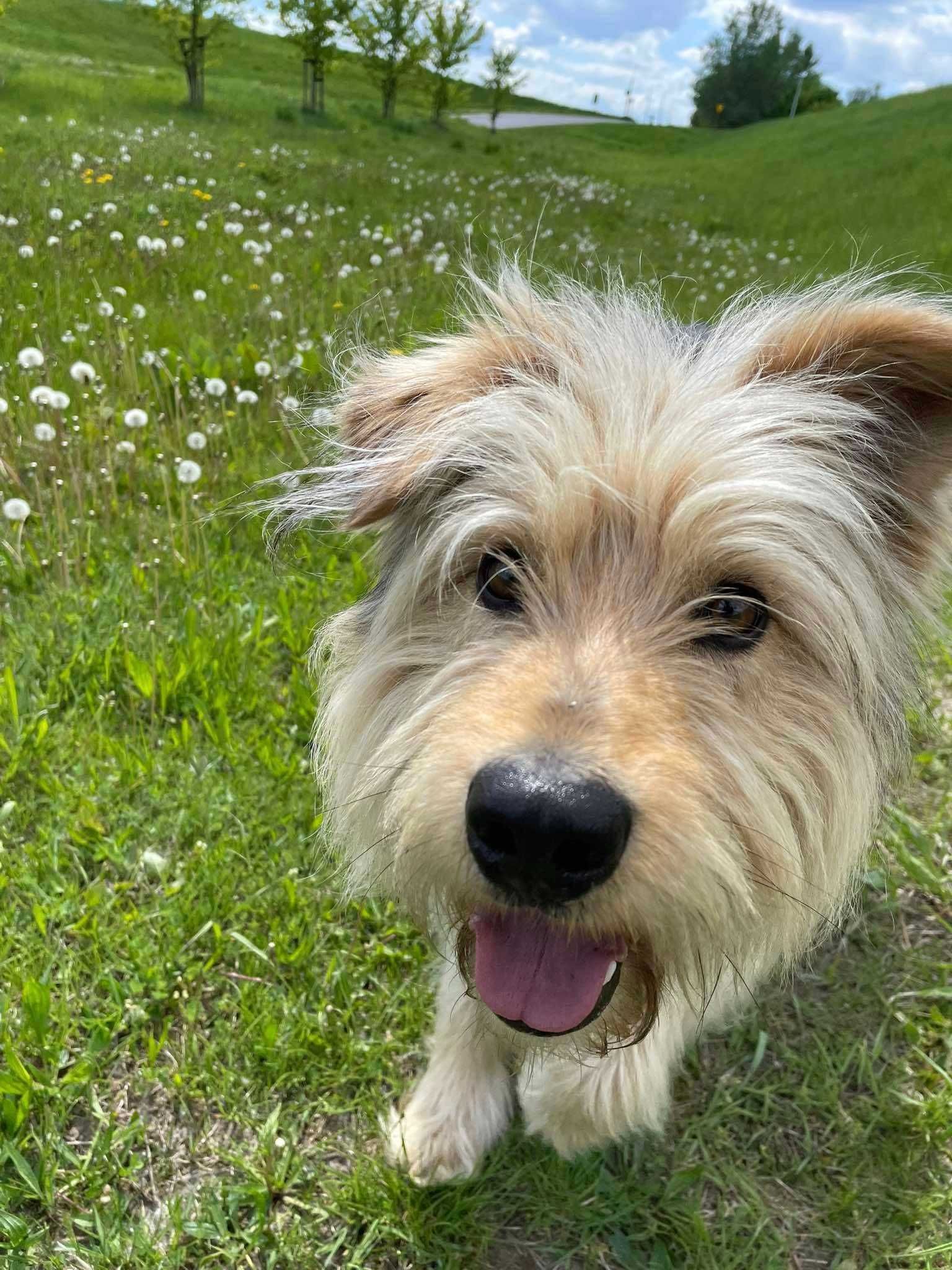 Omax poleca się do adopcji!