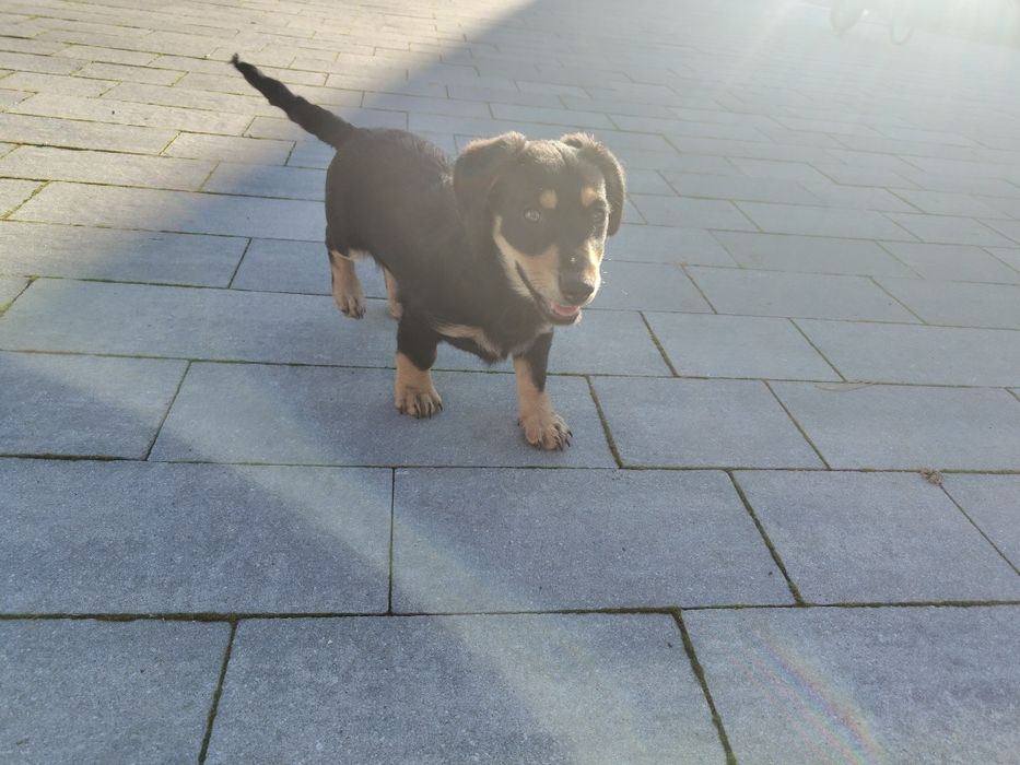 Szczeniak - suczka oddam