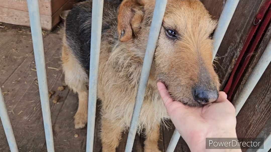 Koko szuka kochającego domku!