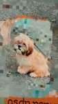 Lhasa apso piekne maluchy