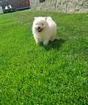 Szpic miniaturowy pomeranian